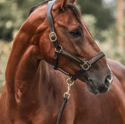 Adventskalender Für Pferde | 24 Überraschungen Für Lhr Pferd