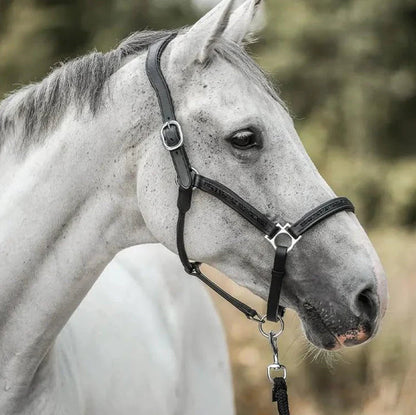 Adventskalender Für Pferde | 24 Überraschungen Für Lhr Pferd